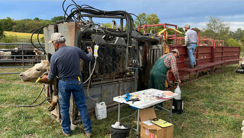 Farmers working to feed cows with heavy equipment