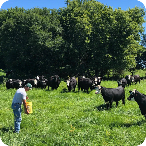 Person feeding cattle in a grassy field with trees in the background